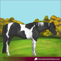 Horse Color:Black Tobiano