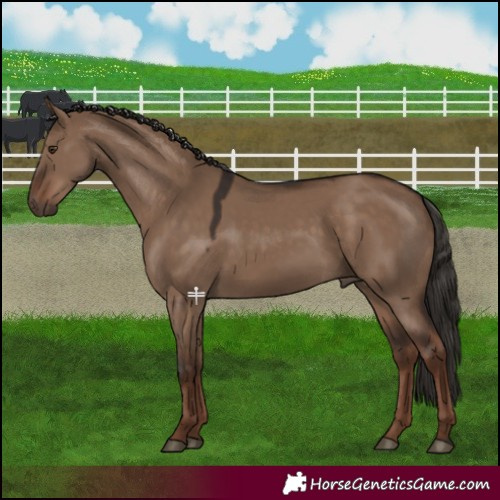 Horse Color:Liver Red Dun 