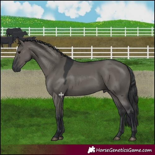 Horse Color:Grullo 