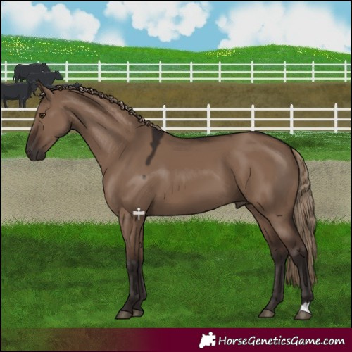 Horse Color:Liver Red Dun 