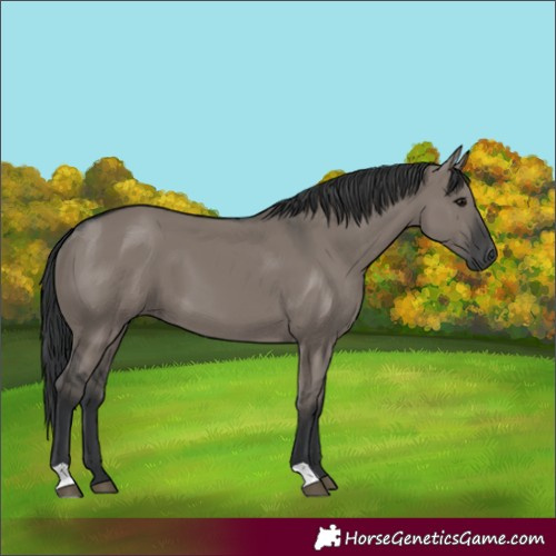 Horse Color:Grullo 