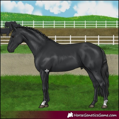 Horse Color:Black 