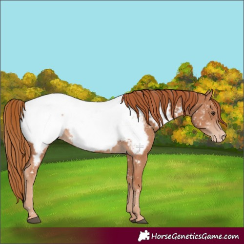 Horse Color:Chestnut Appaloosa 