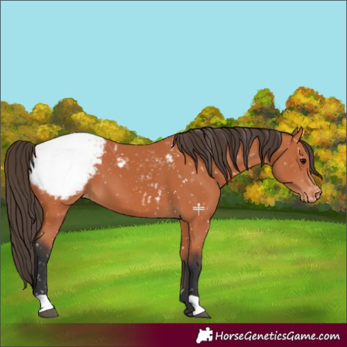Horse Color:Bay Appaloosa 