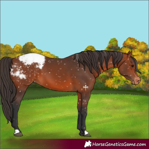 Horse Color:Bay Snowcap 