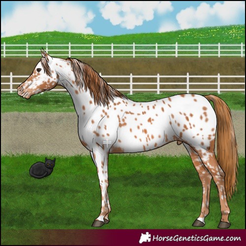 Horse Color:Chestnut Near Leopard 