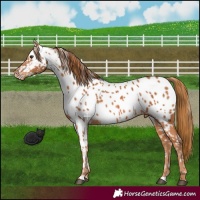 Horse Color:Chestnut Appaloosa