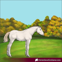 Horse Color:Perlino Dun