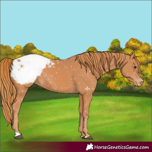 Horse Color:Chestnut Appaloosa 