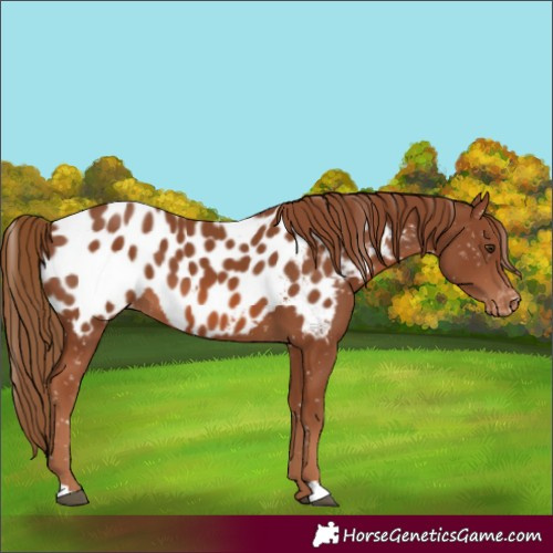 Horse Color:Chestnut Appaloosa 