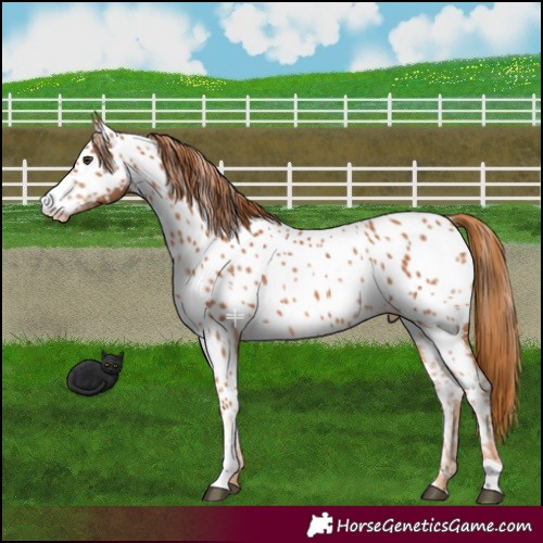 Horse Color:Chestnut Near Leopard 