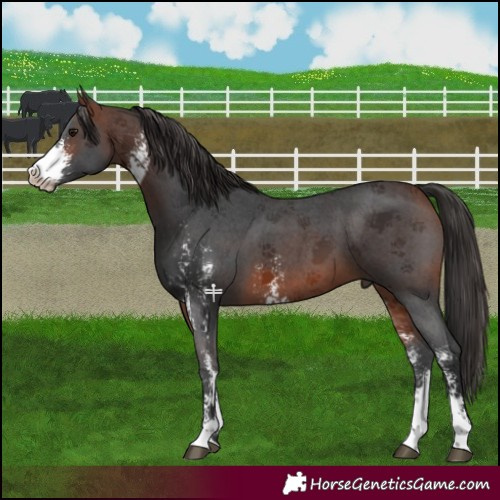 Horse Color:Bay Sabino 