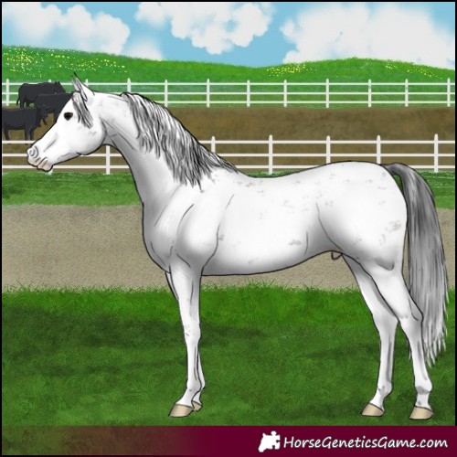 Horse Color:Black Sabino 
