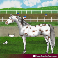 Horse Color:Bay Sabino 