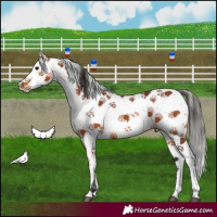 Horse Color:Bay Sabino