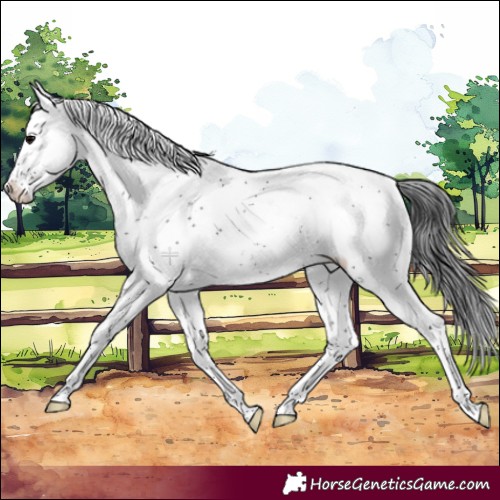 Horse Color:Black Sabino Blanket 