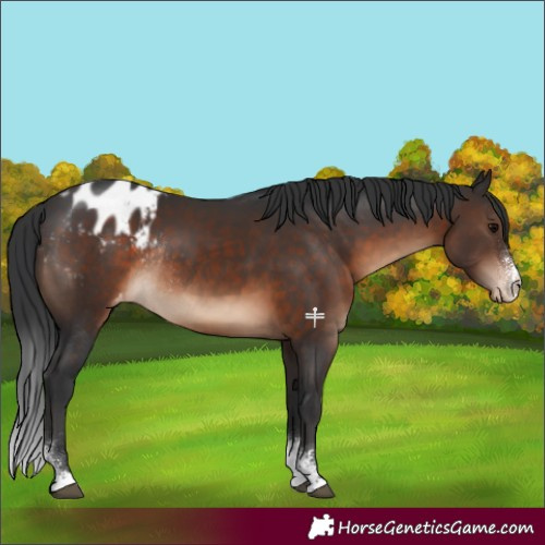 Horse Color:Brown Sabino Blanket Rabicano 