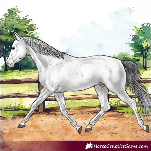 Horse Color:Brown Sabino Rabicano 