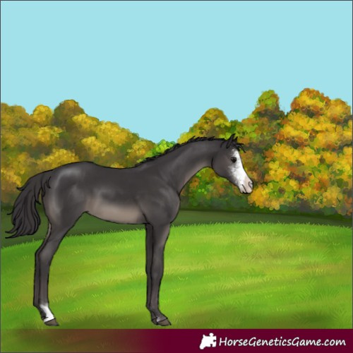 Horse Color:Smoky Black Sabino 