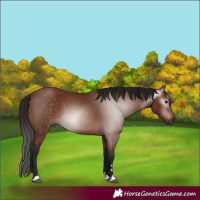 Horse Color:Gray Bay 