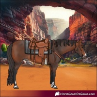 Horse Color:Bay 