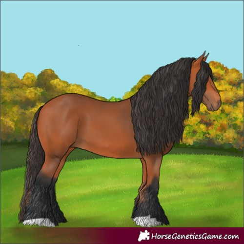 Horse Color:Bay 