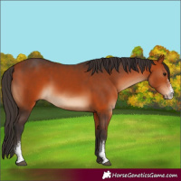 Horse Color:Bay Sabino 