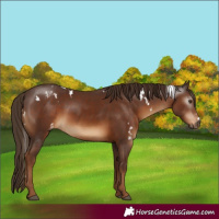 Horse Color:Gray White Spotted Chestnut Varnish