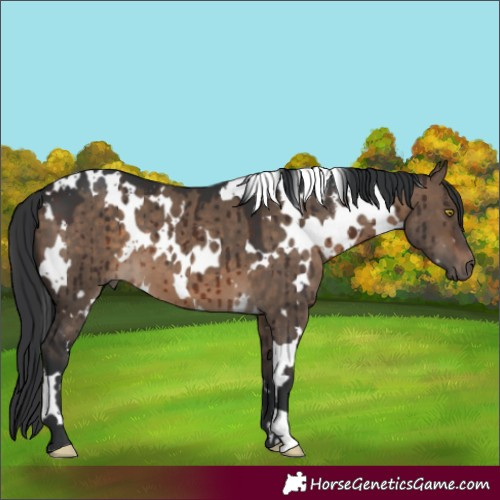 Horse Color:White Spotted Brown Dun Brindle 