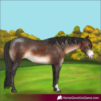Horse Color:Brown Sabino Appaloosa 