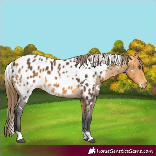 Horse Color:White Spotted Buckskin Appaloosa 
