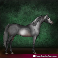 Horse Color:Gray White Spotted Brown 