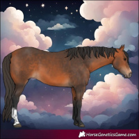 Horse Color:Bay Sabino
