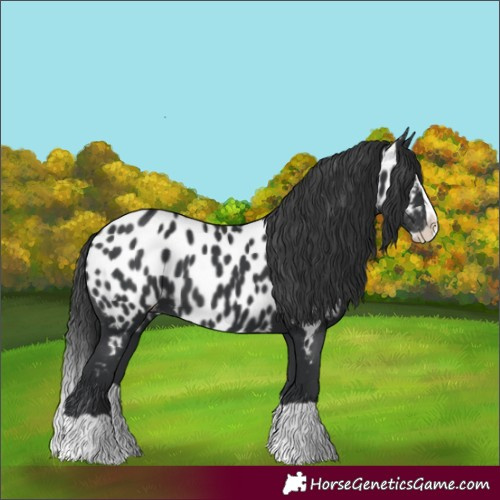 Horse Color:Black Splash Near Leopard