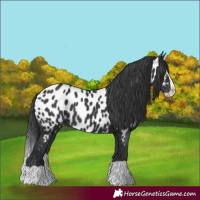 Horse Color:Black Splash Near Leopard 