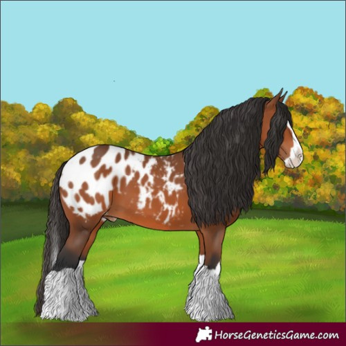 Horse Color:Bay Splash Appaloosa 