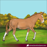 Horse Color:Chestnut Splash 