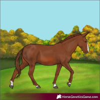 Horse Color:Chestnut Splash 