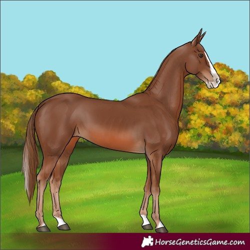 Horse Color:Chestnut Splash 