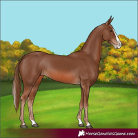 Horse Color:Chestnut Splash 