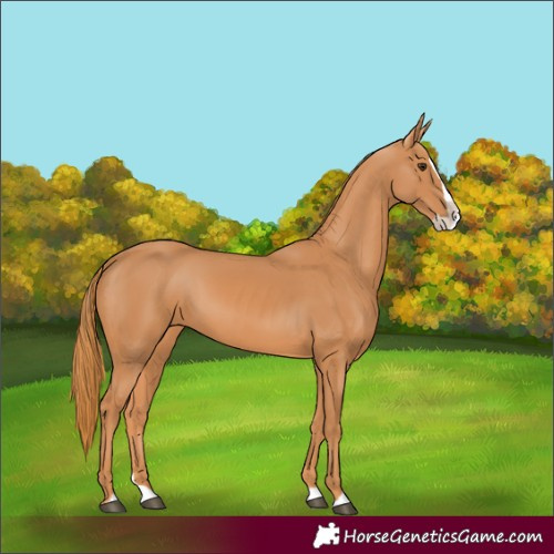Horse Color:Unknown 