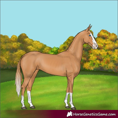 Horse Color:Chestnut Splash