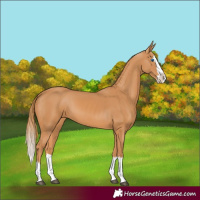 Horse Color:Chestnut Splash