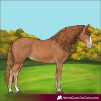 Horse Color:Chestnut Splash