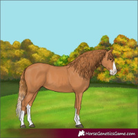 Horse Color:Chestnut Splash 
