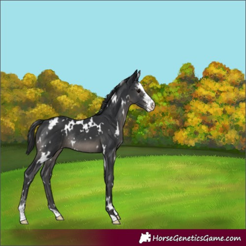 Horse Color:White Spotted Black Sabino Appaloosa Rabicano 