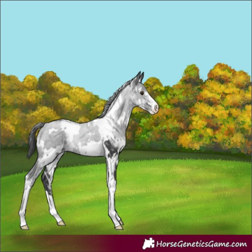 Horse Color:White Spotted Black Sabino Appaloosa Rabicano 