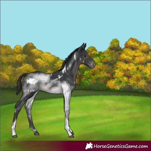 Horse Color:White Spotted Black Tobiano Varnish Rabicano 