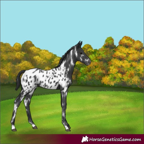 Horse Color:White Spotted Black Appaloosa Rabicano 