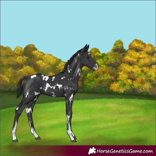 Horse Color:White Spotted Black Sabino 